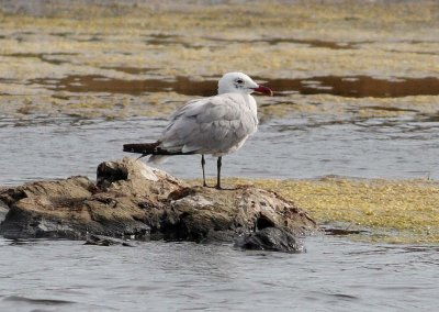Audouins Gull (Larus audounii)