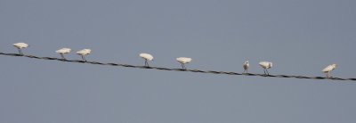 Cattle Egrets (Bulbulcus ibis)