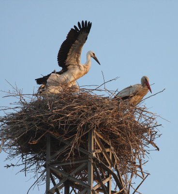 White Stork (Ciconia ciconia)