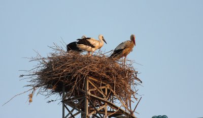 White Stork (Ciconia ciconia)