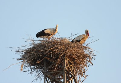 White Stork (Ciconia ciconia)