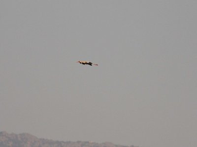 White Stork (Ciconia ciconia)