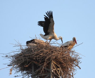 White Stork (Ciconia ciconia)
