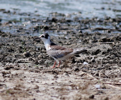 White-winged Tern (Chlidonias leucopterus)