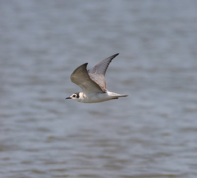 White-winged Tern (Chlidonias leucopterus)