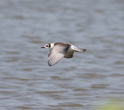 White-winged Tern (Chlidonias leucopterus)