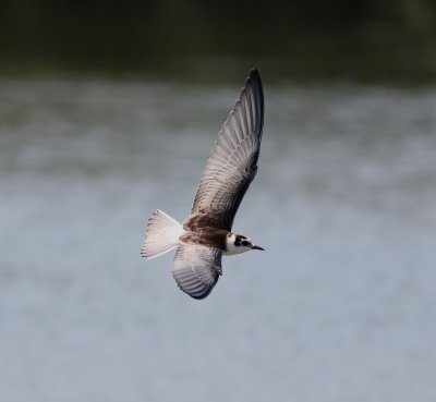 White-winged Tern (Chlidonias leucopterus)