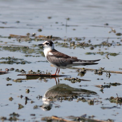 White-winged Tern (Chlidonias leucopterus)