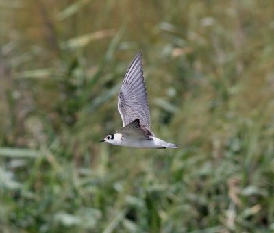 White-winged Tern (Chlidonias leucopterus)