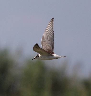 White-winged Tern (Chlidonias leucopterus)