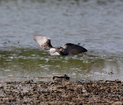 White-winged Tern (Chlidonias leucopterus)