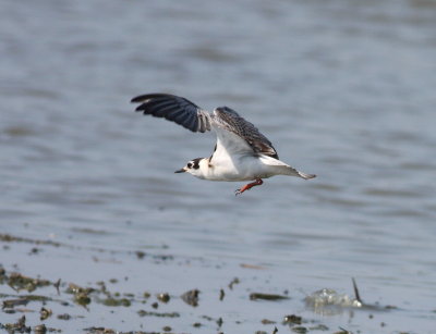 White-winged Tern (Chlidonias leucopterus)
