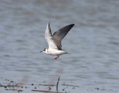 White-winged Tern (Chlidonias leucopterus)