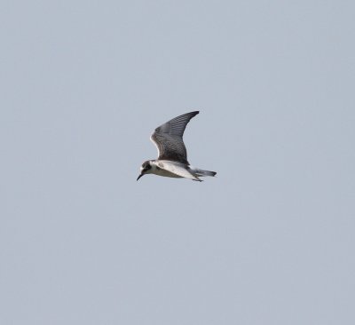 White-winged Tern (Chlidonias leucopterus)