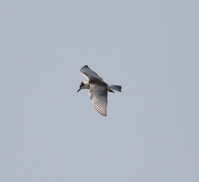 White-winged Tern (Chlidonias leucopterus)