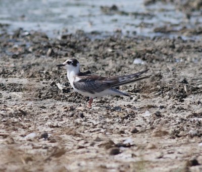 White-winged Tern (Chlidonias leucopterus)
