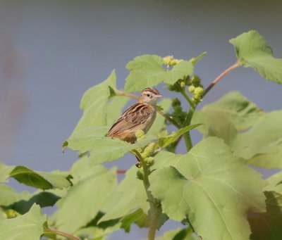 Zitting Cisticola (Cisticola juncidis)