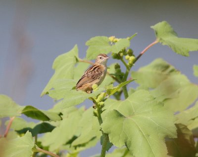 Zitting Cisticola (Cisticola juncidis)