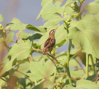 Zitting Cisticola (Cisticola juncidis)