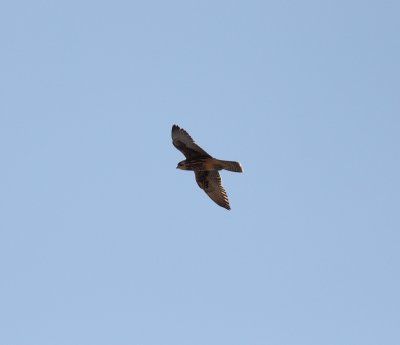 Lanner (Falco biarmicus)