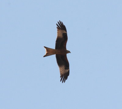 Red Kite (Milvus milvus)