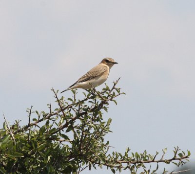 Wheatear (Oenanthe oenanthe)