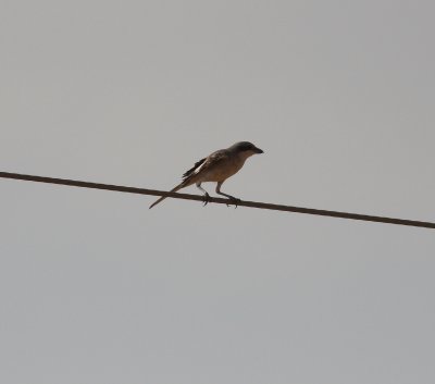 Southern Grey Shrike (Lanius meridonalis elegans)