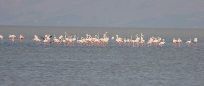 Greater Flamingo (Phoenicopterus ruber)