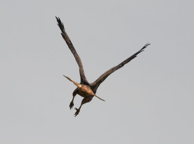 Long-legged Buzzard (Buteo rufinus)