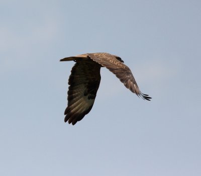 Long-legged Buzzard (Buteo rufinus)