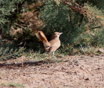 Rufus Bush Robin (Cercotrichas galactotes)