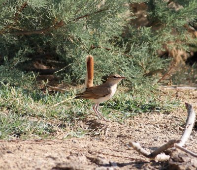 Rufus Bush Robin (Cercotrichas galactotes)