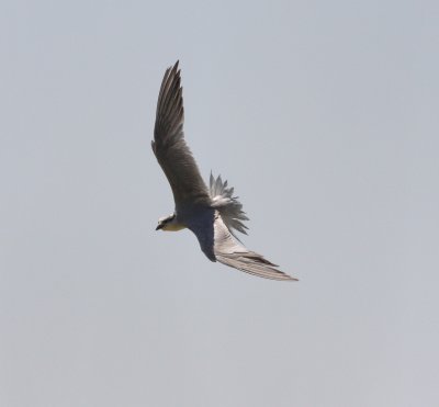 Gull-billed Tern (Sterna nilotica)