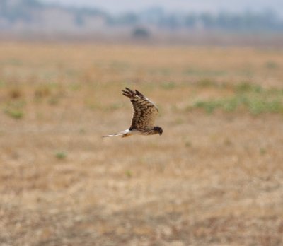 Montagu's Harrier (Circus pygargus)