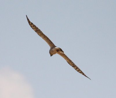 Montagu's Harrier (Circus pygargus)
