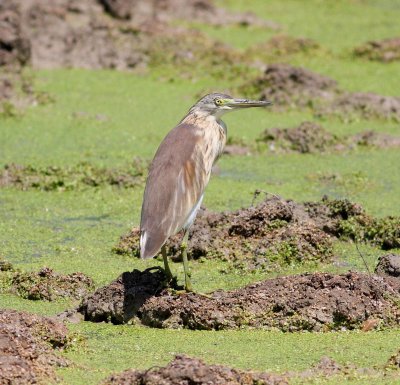 Squacco Heron (Ardeola ralloides)