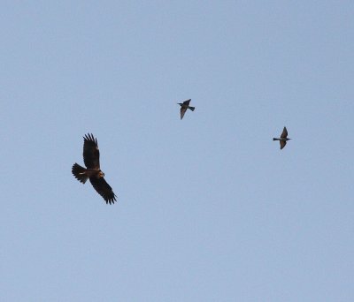 Marsh Harrier (Circus aeruginosus) with Bee-eater (Merops apiaster)