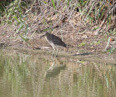 Night Heron (Nycticorax nycticorax)