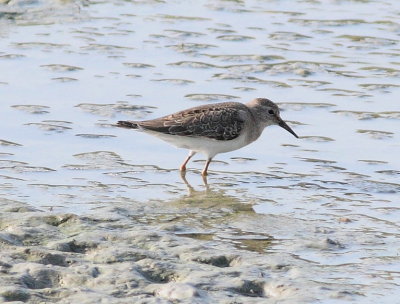 Temmincks Stint (Calidris temminckii)