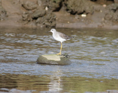 Lesser Yellowlegs (Tringa flavipes)