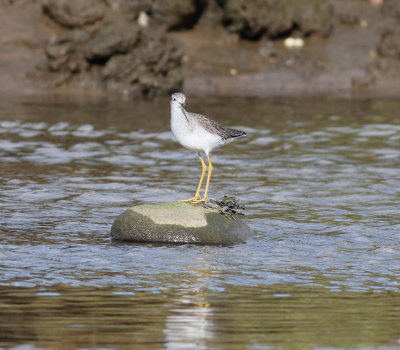 Lesser Yellowlegs (Tringa flavipes)