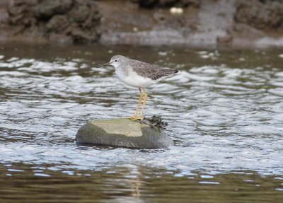 Lesser Yellowlegs (Tringa flavipes)