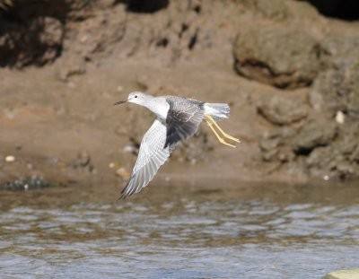 Lesser Yellowlegs (Tringa flavipes)