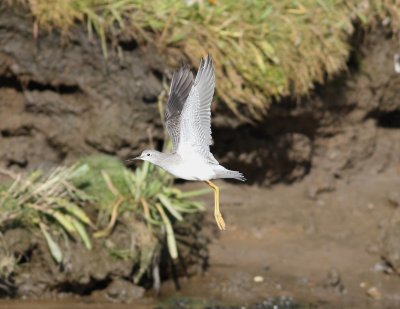 Lesser Yellowlegs (Tringa flavipes)