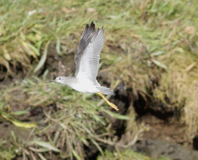 Lesser Yellowlegs (Tringa flavipes)