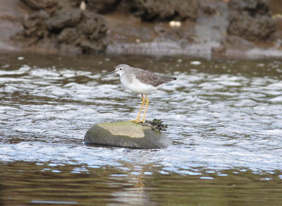 Lesser Yellowlegs (Tringa flavipes)
