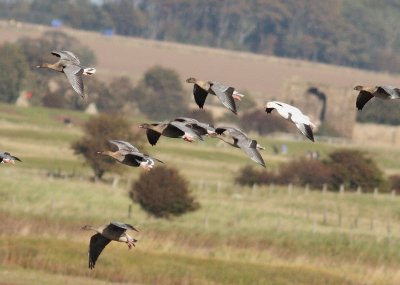 Snow Goose (Anser caerulescens)