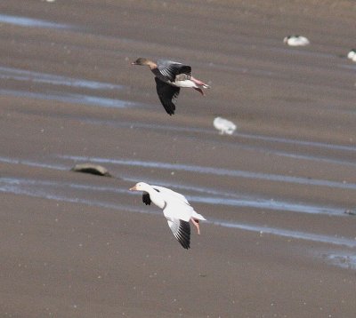 Snow Goose (Anser caerulescens)