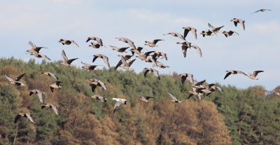 Snow Goose (Anser caerulescens)