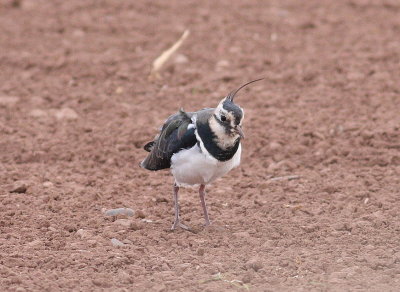 Lapwing (Vanellus vanellus)